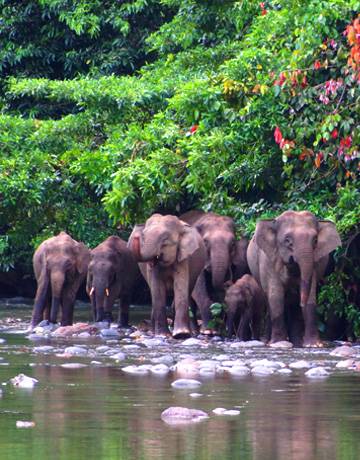 kinabatangan-wlidlife kinabatangan-wlidlife